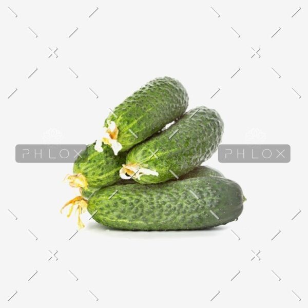 Aurore Grape – Image 3